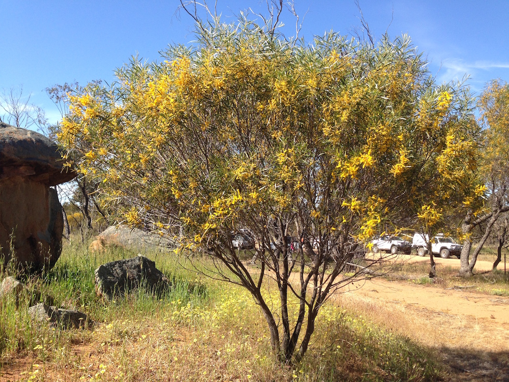 Wattle in flower near Kellerberrin.