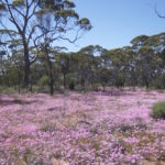 Pink carpet north of Burracoppin.