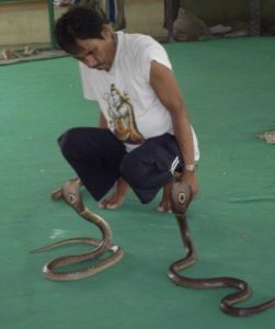 Snake Show