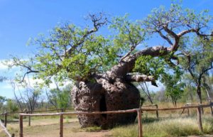 Boab Prison Tree