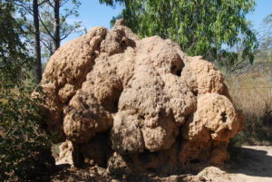 Termite mound