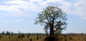 Boab tree among termite mounds.