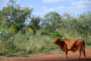Bos Indicus Shorthorn.