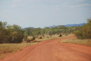 Large termite mounds on the Gibb.