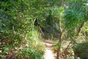 Along the Gorge Walk.