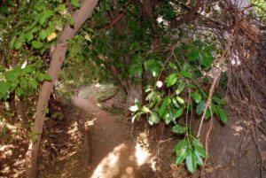 Along the Gorge Walk.