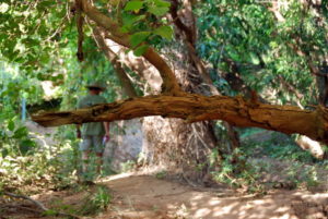 leading up the Lennard River.