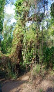 Along the Gorge Walk.