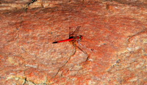 Dragonfly