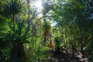 Track into Bell Gorge.