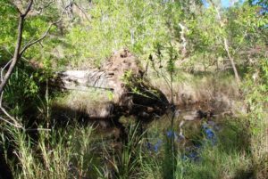 Bell Creek