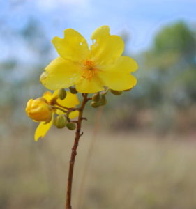 Kapok Bush. Aboriginals bake the roots of small kapok bushes.