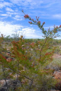 The track to/from Manning Gorge.