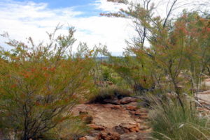 The track to/from Manning Gorge.