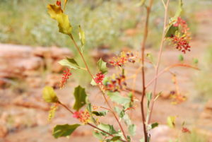 Grevillea