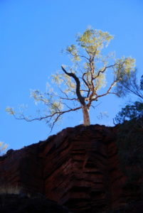 In Dales Gorge