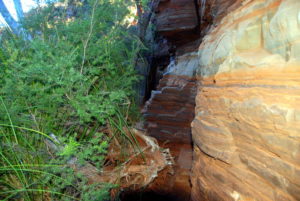 In Dales Gorge