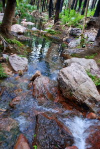 Zebedee Springs - a Wonder of the Kimberley.