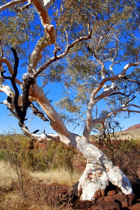Snappy gum (Eucalyptus leucophloia) on the Gorge Rim Walk