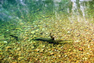 Clear water
