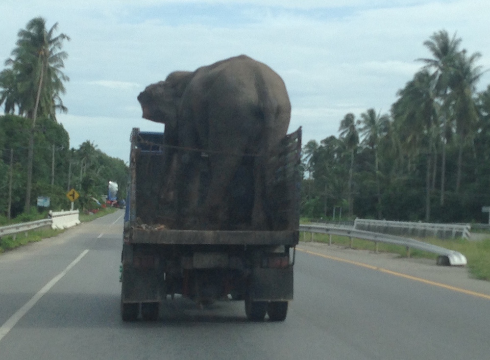 When you need to transport an elephant.