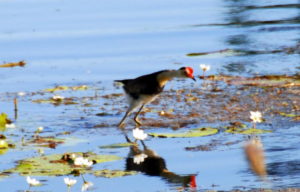 Comb Crested Jacana