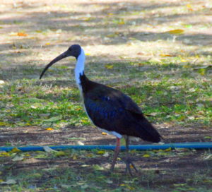 Straw Neck Ibis