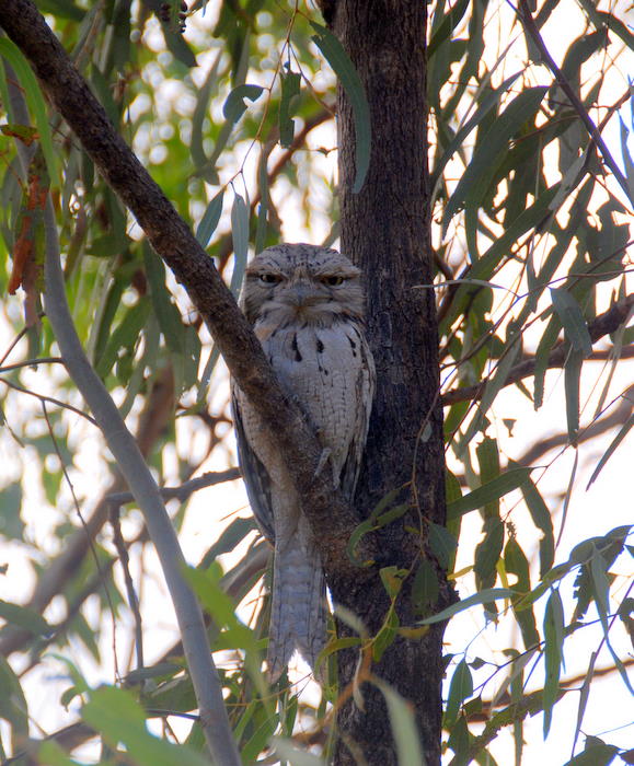 Tawny Frogmouth at our campsite.