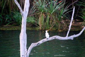 Little Pied Cormorant