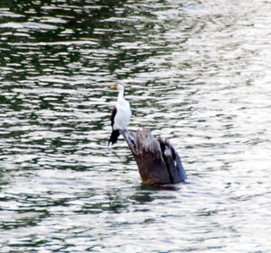 Little Pied Cormorant