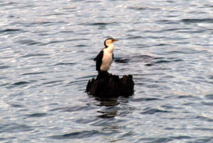 Little Pied Cormorant