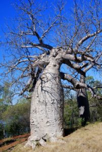 The famous Gregory Tree.