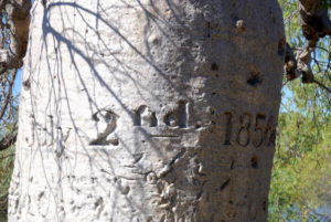 Date on tree.