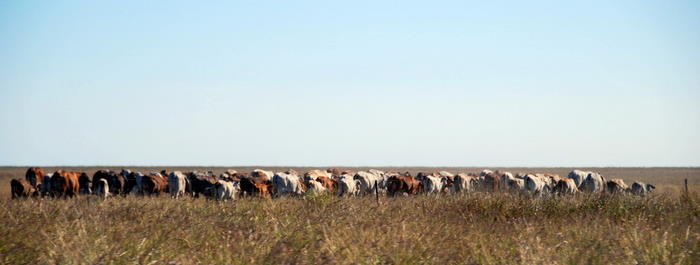 Cattle on the Roebuck Plains