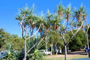 Screw palms in fruit.