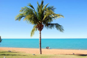 Palm tree at town beach.