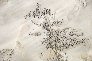 Sand balls created by Soldier Crabs when they dig below the surface of the sand.