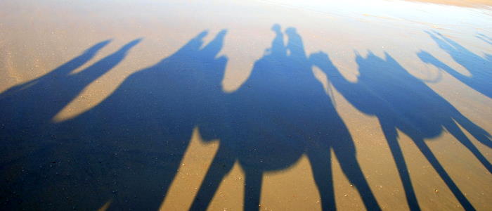 Camel shadows.
