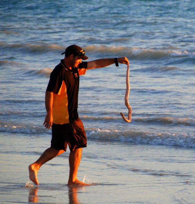 Sea snakes are often washed up on the beach.