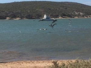 Murchison River, Kalbarri.