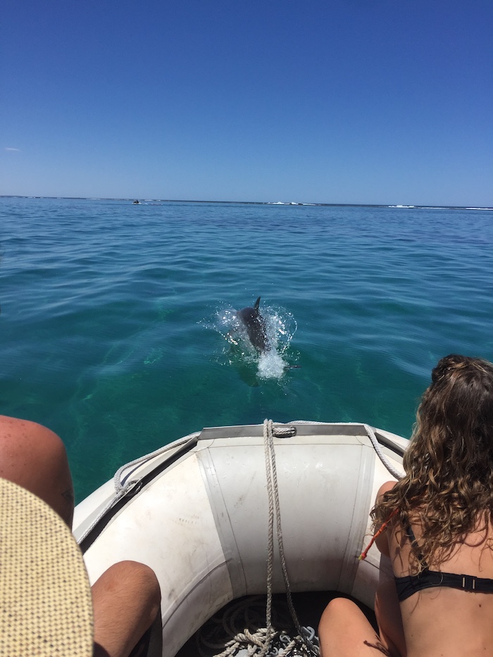 We came across a family of bottlenose dolphins as we were heading to the water slide.