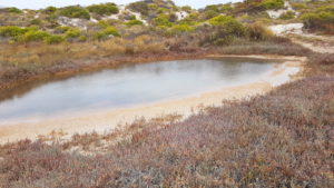 Surface water