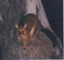 Possum