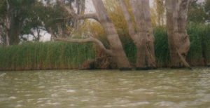 The height of the previous floods can be seen on the trees