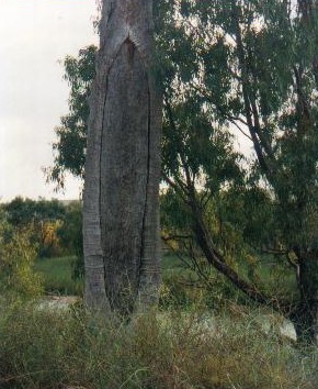 Canoe tree
