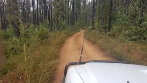 Pleasant drive through the forest.