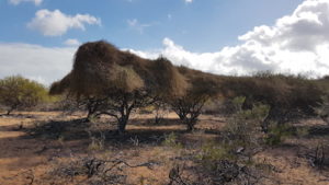 This is the dodder creeper from the Cassytha genus. There are several species, fairly widespread across southern WA.