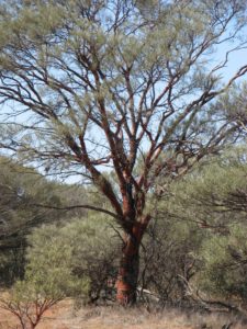 Mini Ritchi tree (acacia grasbyi)