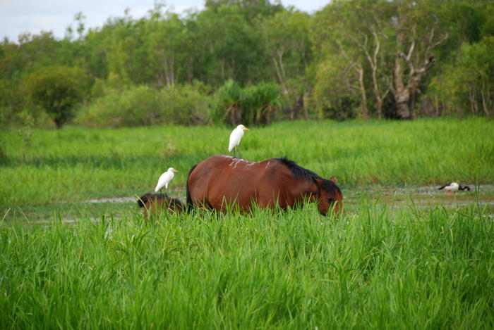 Cattle Egret on horse at Yellow Water.