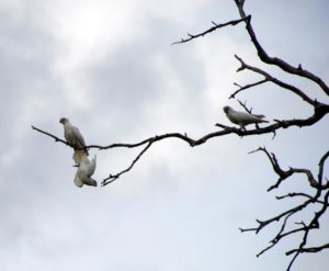 Corellas
